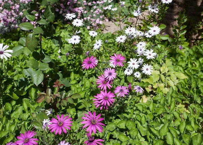 Arabial Deluxe Granada